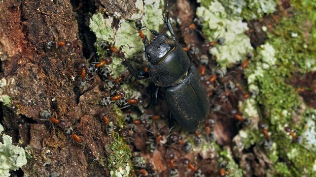 Ants attacking the lesser stag beetle (Dorcus parallelipipedus)