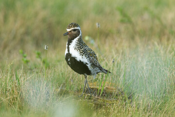 European golden plover standing in a summery bog on a beautiful evening in Riisitunturi National Park, Northern Finland	