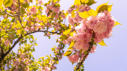 Beautiful pink cherry trees blooming extravagantly a nature scene park in Tokyo