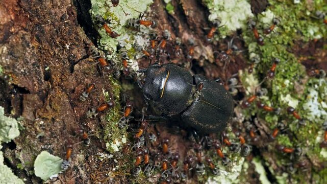 Ants attacking the lesser stag beetle (Dorcus parallelipipedus)