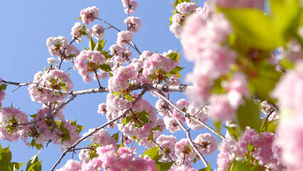 Beautiful pink cherry trees blooming extravagantly nature scene. Japanese Sakura