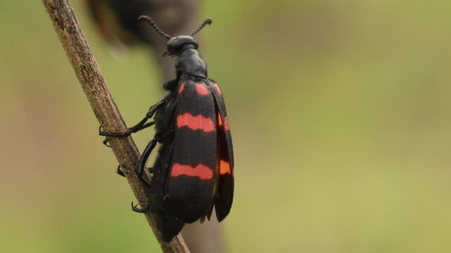 (the blister beetles) bright black and red Poisonous Blister Beetle Mylabris pustulata. it is a beetle of the family Meloidae, so called for their defensive secretion of a blistering agent cantharidin