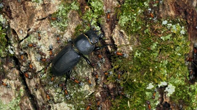 Ants attacking the lesser stag beetle (Dorcus parallelipipedus)