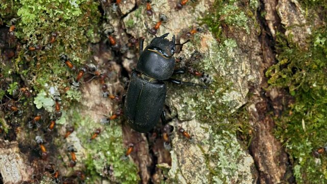 Ants attacking the lesser stag beetle (Dorcus parallelipipedus)