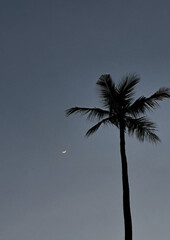 A coconut tree with the sky and moon in the background