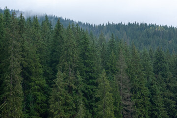 Mountain coniferous forest in autumn. Morning mist in autumn deciduous forest