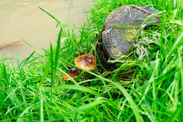 Mushrooms with brown caps growing from an old tree trunk covered with green moss in the forest.