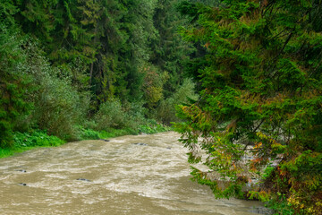 A beautiful mountain river with a fast current. A river in the mountains