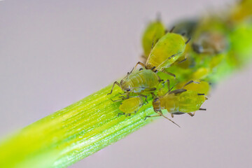 植物の茎に取り付くアブラムシ