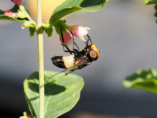 A cream and black hoverfly feeding on the pink flower of a ghost berry brush