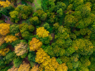 Beautiful Colored Forest Seen from Above. Aerial Drone Footage of Black Sea Forest in Turkey in Autumn Shot by a Drone. High Quality Photo.