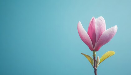 Fototapeta premium A blooming pink magnolia flower against a blue background in springtime