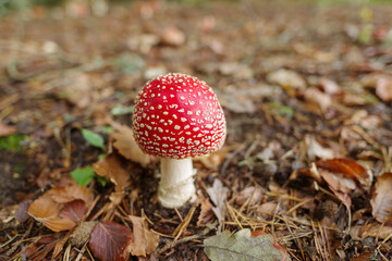 Fly agaric mushroom in forest setting