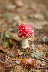 Fly agaric mushroom in forest setting