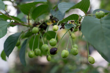 baum beere ast grün