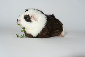 Meerschweinchen rosette tier Nager