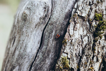 Firebug, Pyrrhocoris apterus, a common insect, close up.