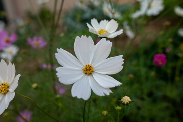 庭先のコスモス