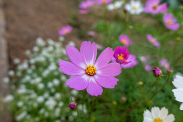 庭先のコスモス