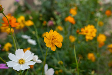 庭先のコスモス