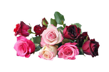 Naklejka premium Roses in bloom: a showcase of the diverse colors and forms of this cherished flowering plant isolated on transparent background