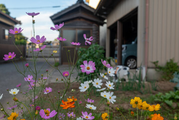 庭先のコスモス