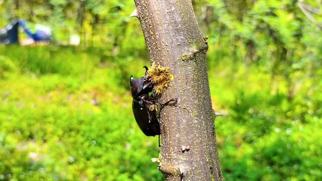 View shot of Dynastinae or Rhinoceros beetles are subfamily of scarab beetle family Scarabaeidae. Some for particular groups of rhinoceros &ndash; include Hercules, unicorn or horn beetles. Insect move. 
