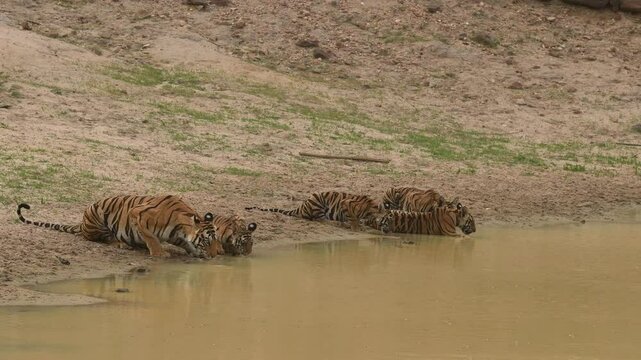 full shot five wild bengal tiger or panthera tigris mother and four new born cubs together drinking water in hot summer season safari at bandhavgarh national park forest reserve madhya pradesh india