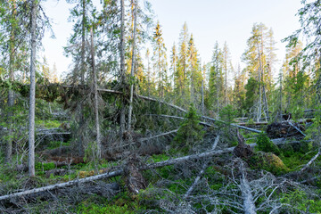 Fallen trees in a forest after a storm. Storm damage shot in Iivaara old-growth forest near Kuusamo, Northern Finland.	