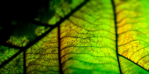 Obraz premium green leaf background texture 