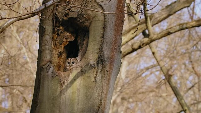 Tawny owl (Strix aluco) flying out of the nest hole, bird flight in slow motion, tree in a forest