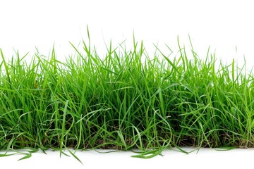 Green grass plant lawn white background.