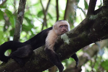 Wildlife in Costa Rica Corcovado National Park