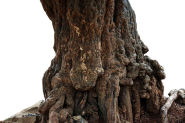 Close-up view of an old and thick tree trunk bark isolated on white background, Closeup thick tree bark