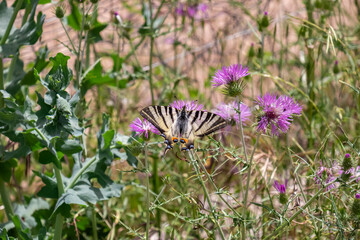 Beautiful Scarce Swallowtail butterfly perched on purple thistle flower. Wings are a striking pattern of black and yellow stripes, contrasting with vibrant color of plant. Background of lush meadow