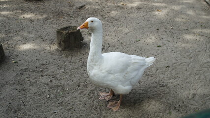 Pure Elegance: White Goose in the Outdoors