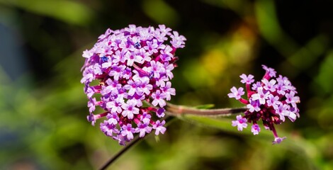 Vibrant purple verbena flowers close-up.