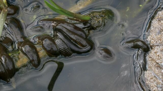 Horse leech and fly maggots feeding on a carcass
