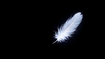 Obraz premium A single, light gray feather on a black background.