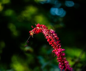 Bee on vibrant red flower