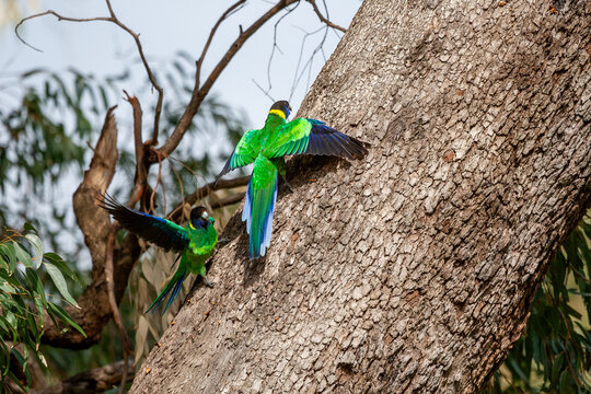 Australian Ringnecks squabbling on trunk of tree.