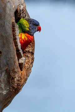 Rainbow Lorikeet - Trichoglossus moluccanus - looking out from a tree hollow.
