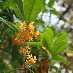 キンモクセイが開花した