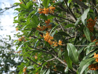 キンモクセイが開花した