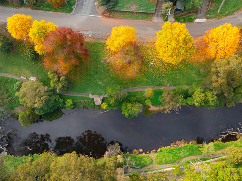 Aerial view of a row of golden Autumn coloured trees in parkland alongside a river