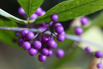 Close up of purple Callicarpa japonica, commonly known as East Asian beautyberry or Japanese beautyberry in the garden	