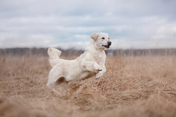 A Golden Retriever runs across a dry field with enthusiasm, its ears flapping. The dog lively movement adds energy to the calm rural environment.