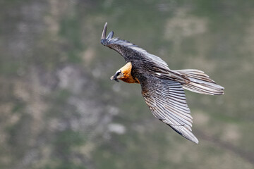 Adult Bearded vulture (Gypaetus barbatus), also known as the lammergeier and ossifrage, taken from above while flying over the valley, Alps, italy. Horizontal.