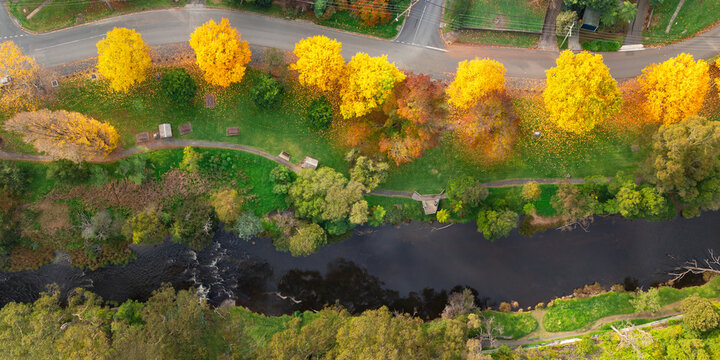 Aerial panorama of a row of golden Autumn coloured trees in parkland alongside a river
