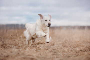 A Golden Retriever leaps in a dry field, showing its playful and energetic nature. The dog motion contrasts with the still, neutral tones of the field.